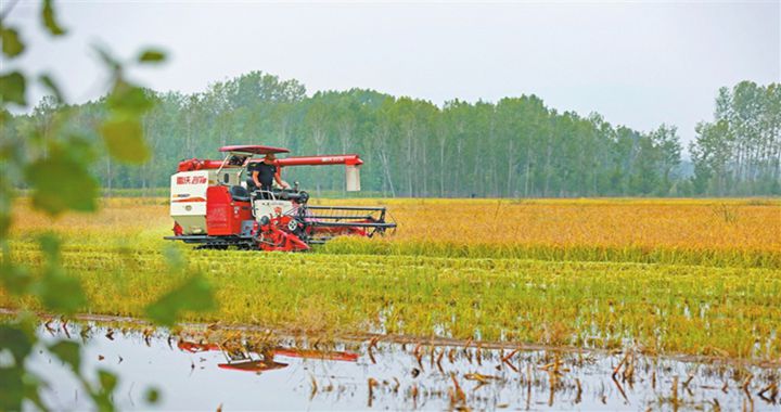 襄汾屯李村：金秋十月 稻穗飄香